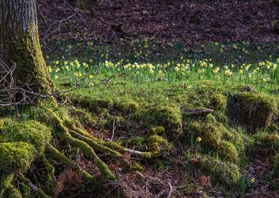 gc112 daffodils, roots, steps bridge, teign valley