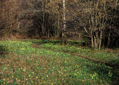 gc111 daffodils, steps bridge, teign valley