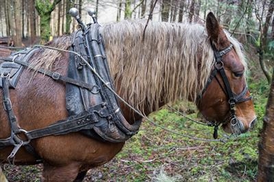 gc115 working horse, fingle woods