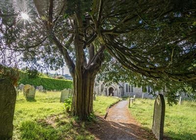 gc120  christow churchyard yew tree & sun