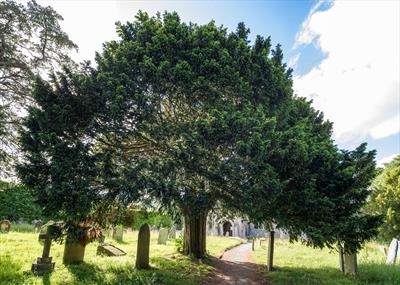 gc123  christow churchyard full yew tree