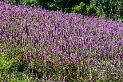 gc124 foxglove field (tele)