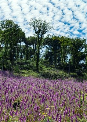 gc125 foxglove field & clouds (v)