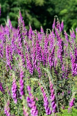 gc126 foxglove field (v)