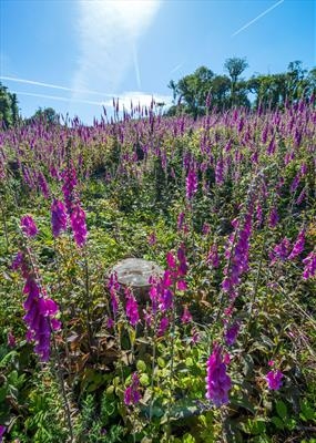 gc127 foxglove field & sun (v)