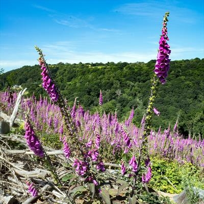 gc128 foxglove field V shape (s)