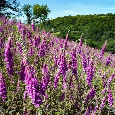 gc129 foxglove field (s)