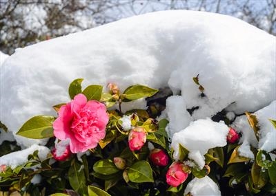 gc132 camellia under snow