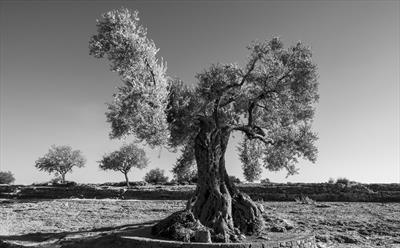 Olives at Agrigento