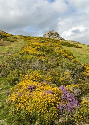 gc133 Haytor, gorse & heather (v)