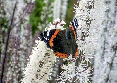 gc150 red admiral.-0472