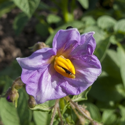 gc156 potatoe flower_2442 (s)