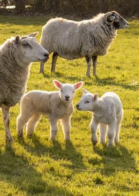 gc159 lambs -5440 (v)