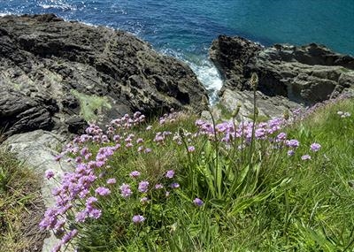 gc161 thrift_4956
