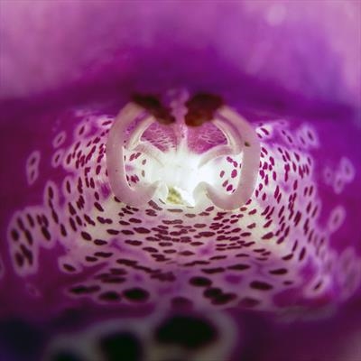 gc162 foxglove interior_2462 (s)
