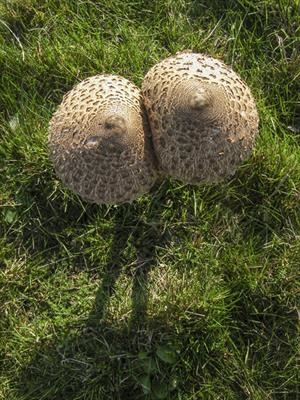 gc168 two parasols (v)-0134-145384