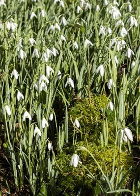 gc176 snowdrops.moss. (v).5583