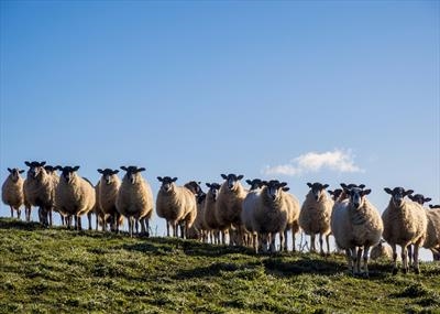 gc175 sheep on sticks IMG_0061