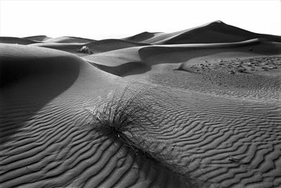 dunes.grass.zagora.morocco fp4.8.jpg