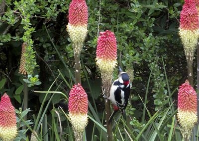 gc178 greater spotted woodpecker & red hot poker