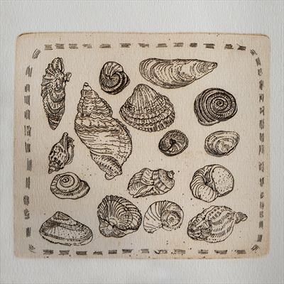 gc179 seashells.etching (s)