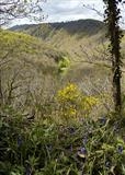 gc177 Dunsford (v) nature reserve view to cleave _0458(s) by Jan Traylen, Photography