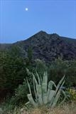 Agave in Las Alpujarras by Jan Traylen, Photography, Giclée printed photograph on textured paper