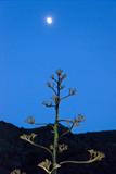 Alpujarras Moon by Jan Traylen, Photography, Giclée printed photograph on textured paper