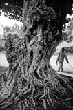 Ancient Tree - Ethiopia by Jan Traylen, Photography