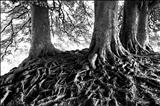 Avebury Beeches 71-26 by Jan Traylen, Photography, Giclee printed photograph