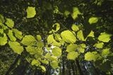 Beech leaves by Jan Traylen, Photography