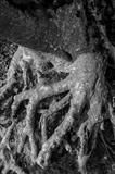 Claw by Jan Traylen, Photography, Giclée printed photograph on natural white textured 315gsm paper