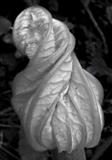 Courgette flower after Edward Weston by Jan Traylen, Photography