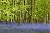 Crawley Wood Bluebells by Jan Traylen, Photography, Giclee print from digital photograph