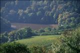 Dart & Vines by Jan Traylen, Photography, Giclee print Fuji Velvia 50