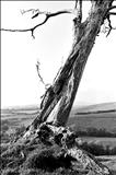 Dorset Tree 157-9a by Jan Traylen, Photography, Giclee printed photograph