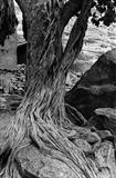 Fig in Dogon Country, Mali, Africa by Jan Traylen, Photography