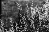 Grass 26 by Jan Traylen, Photography, Giclée printed photograph