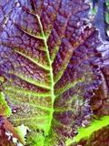 Japanese Mustard Greens by Jan Traylen, Photography, Giclée printed photograph on textured paper