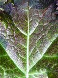 Japanese Mustard Greens 2 by Jan Traylen, Photography, Giclée printed photograph on textured paper