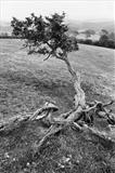 Knotted Hawthorn by Jan Traylen, Photography, Giclée printed photograph