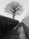 Lane from Doddiscombesleigh by Jan Traylen, Photography, Giclée printed photograph on textured paper