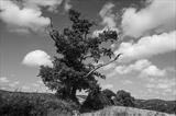 Old Oak at Spanishlake by Jan Traylen, Photography