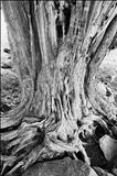 Old Skin, Hergest Ridge by Jan Traylen, Photography, Giclee printed photograph