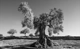 Olives at Agrigento by Jan Traylen, Photography