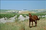 Sandeman Horse by Jan Traylen, Photography, Giclee print Fuji Velvia 50