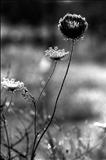Seed Head by Jan Traylen, Photography, Giclée printed photograph