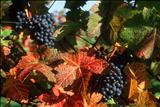 Sharpham Dornfelder by Jan Traylen, Photography, Giclee print Fuji Velvia 50