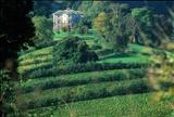 Sharpham Estate by Jan Traylen, Photography, Giclee print Fuji Velvia 50