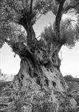 Sicilian Olive by Jan Traylen, Photography